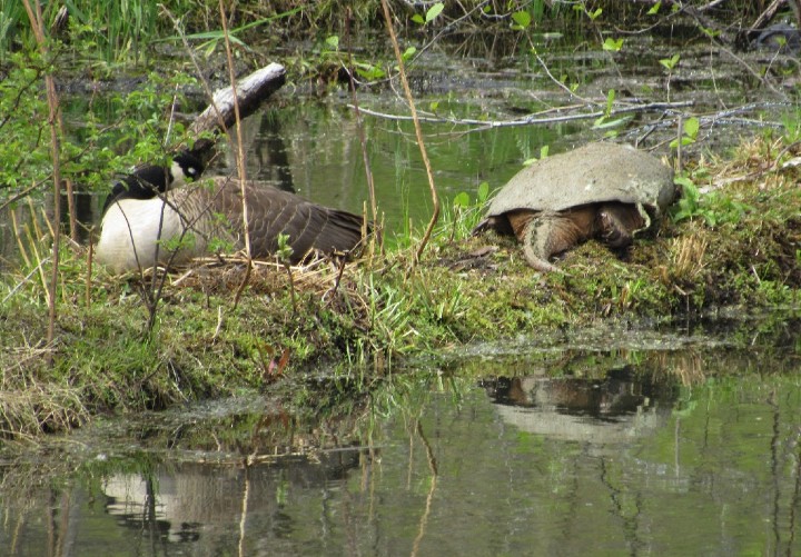 Canada Goose Common Snapping Turtle